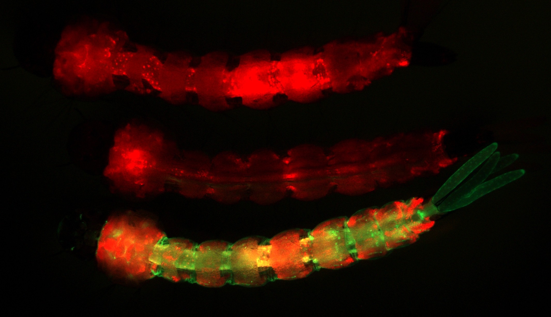 Mosquito research fluorescence image