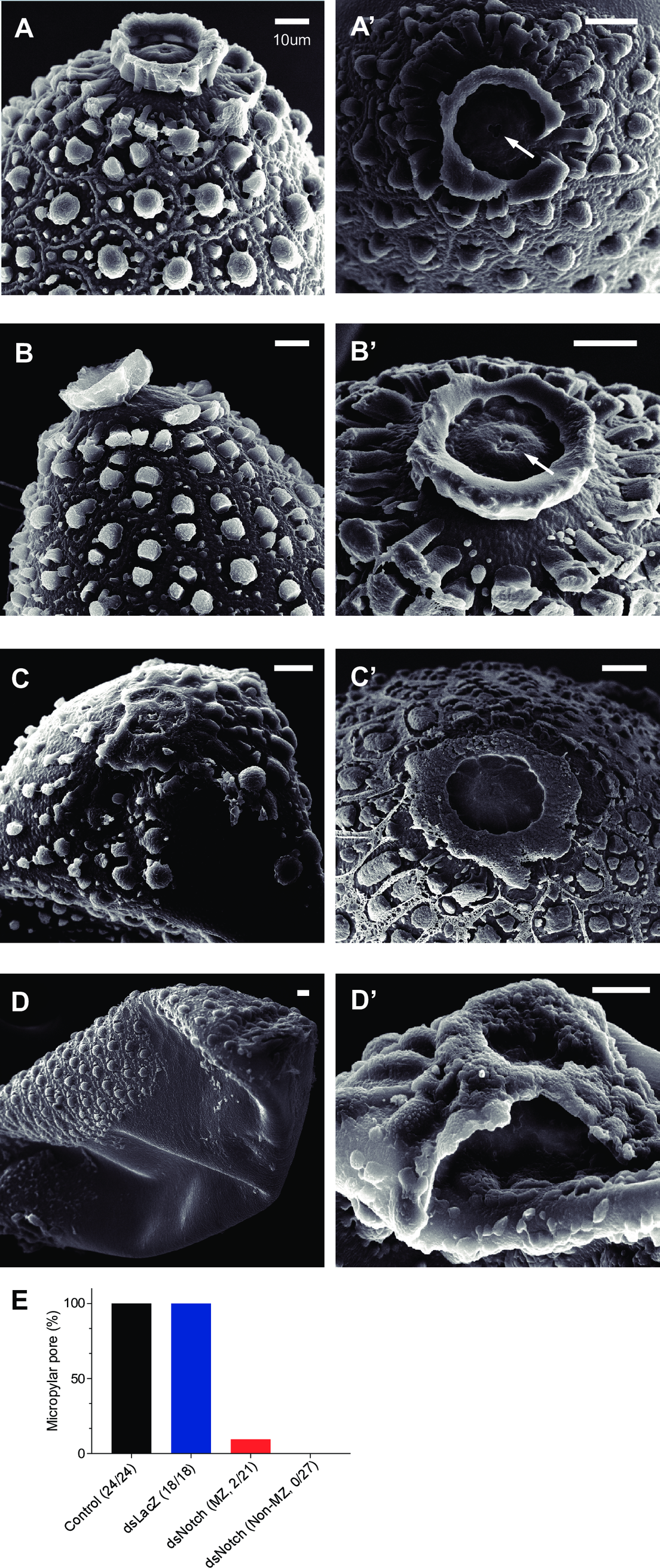 AaNotch egg micropyle and fertility figure from PLOS Neglected Tropical Diseases 2018