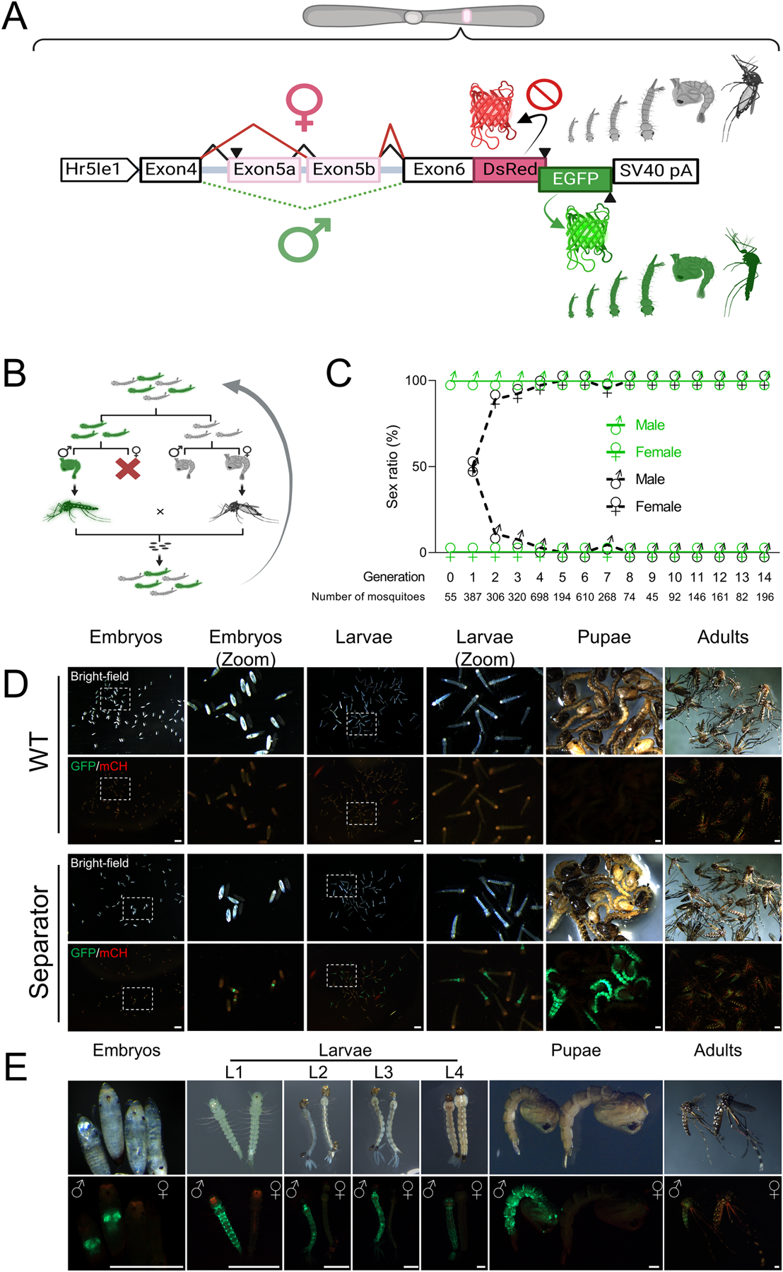 SEPARATOR in Aedes aegypti from PLOS Genetics 2023
