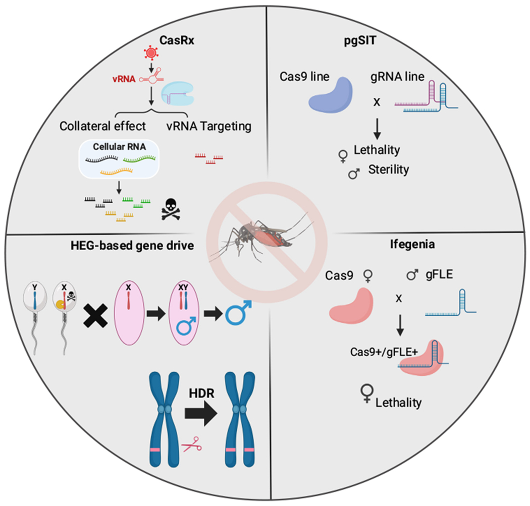 Synthetic biology-based strategies for mosquito control from Trends in Parasitology 2024