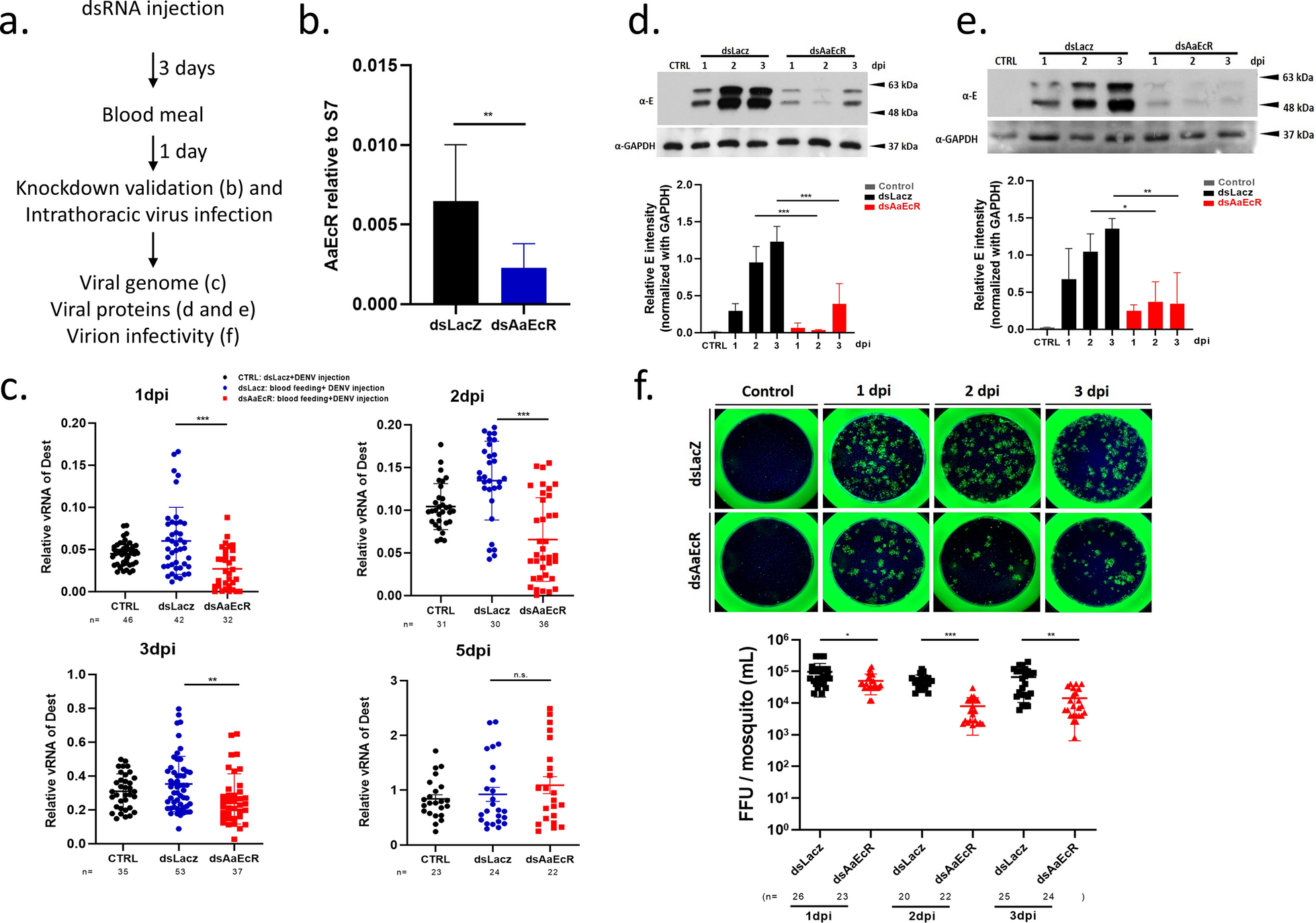 AaEcR and dengue virus replication from Parasites and Vectors 2026